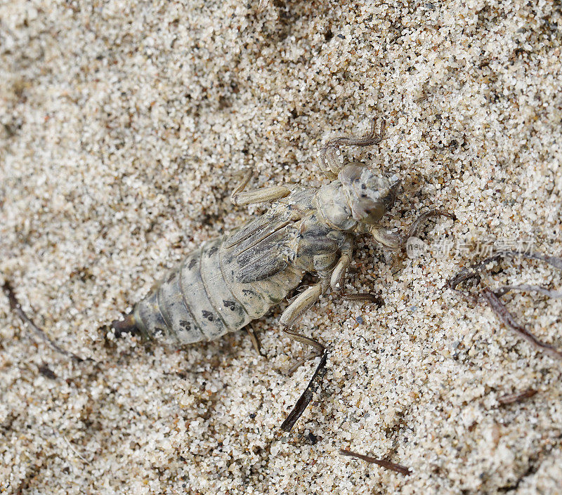 河棒尾蜻蜓(Gomphus flavipes)幼虫